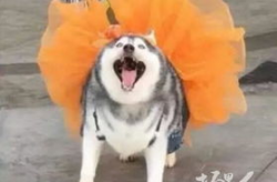哈士奇的搞笑图片